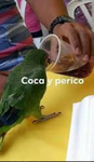 _Perico