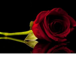 The Rose Association (RA)
