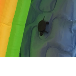 Name poop