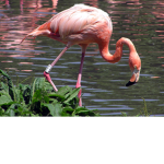 Flamingo Productionz