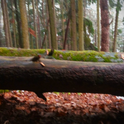 Forest Simulator (Showcase Game)
