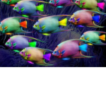 Little Fishiess