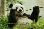 KST~王族之城