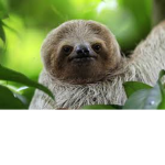 Sloth Cousins