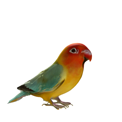 Lovebird