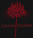 「Lycoris radiata」