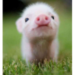 I luv piggys