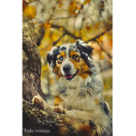 All about puppies