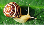 Super snail gang