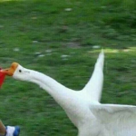 -Baby-Duck-