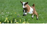 goat forever group