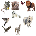 ALL ANIMALS UNITED FORVER ARMY
