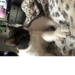 No kizzy.