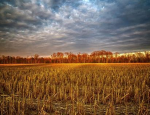 the corn cob maze
