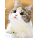 #Clubb Kitty