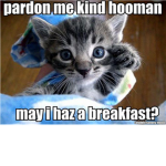 Cute kitty cats group