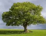Trees rule!
