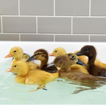 Duck meetings