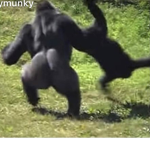 moist gorillas
