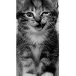 CATS AND DODGE