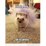 Hedge hog army