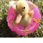 ~* The Duckies*~