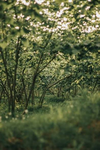 Laura’s Landscape