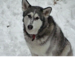 Malamute nursery