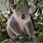 koala team group