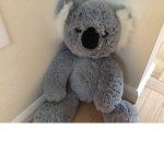 Army koalas