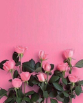 Pink tulips and fun!