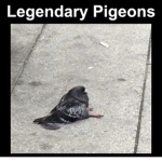 LegendaryPigeons Clan (Roblox Bedwars)