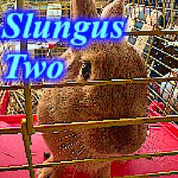 $LUNGUS 2