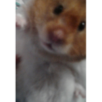 Hamster Days