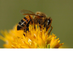 We likey bees!!
