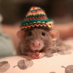 *RATS FOREVER*