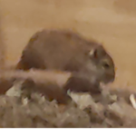 Gerbil group :)))