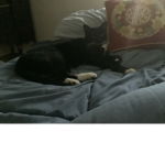 tuxedo cat fan club :3