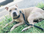 My cute doggy