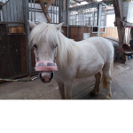 Pferd_Reni