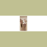 Popcat_Union [PU]