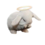 White bunny