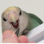 Shorti And Mochi Fan Club