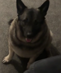 BluWolf Pack