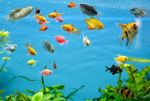 The fishies are ready