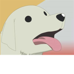Dogo studi0