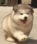 The super fluffy husky squad