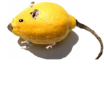 Lemon and rat queenz