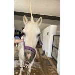JammyJazmin loves unicorns