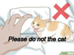 Cat's Laboratory